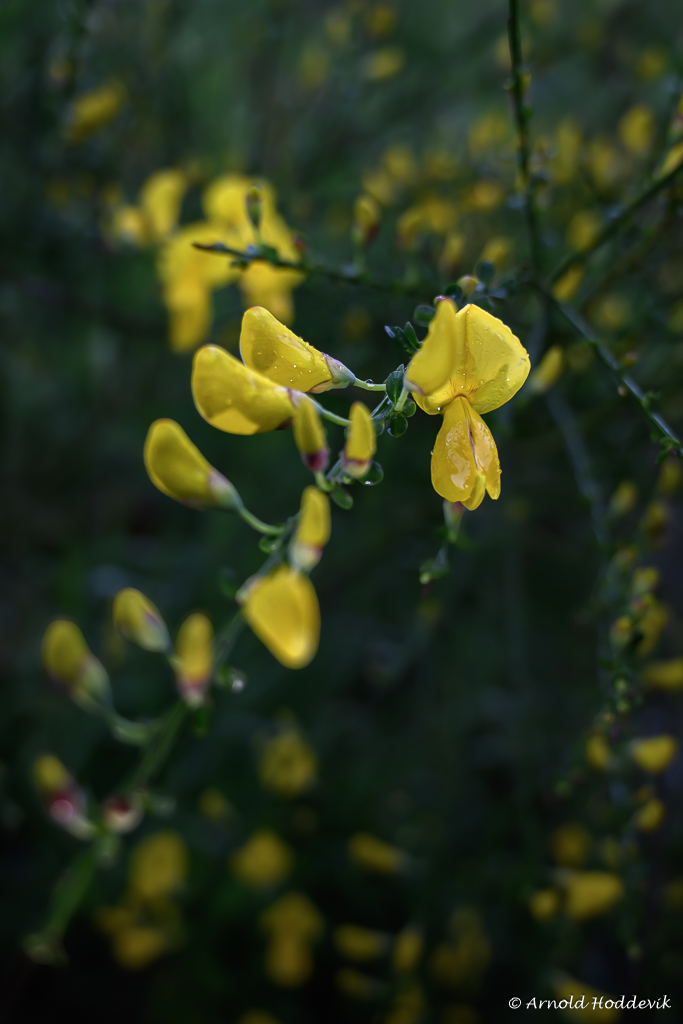 Blomsterprakt 