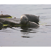 Seal Love (Manuela)