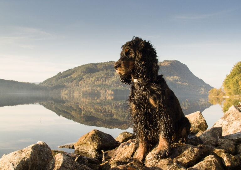 Trixie i froskespektiv