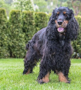 Trixie i froskespektiv