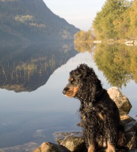 Trixie ved Fyllingsvannet i fuglespektiv