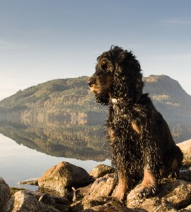 Trixie i froskespektiv