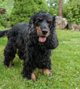 Trixie i fugleperspektiv