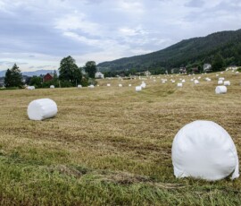 Skodje