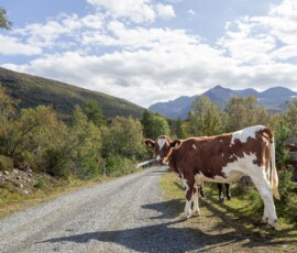 Vaksvikfjellet