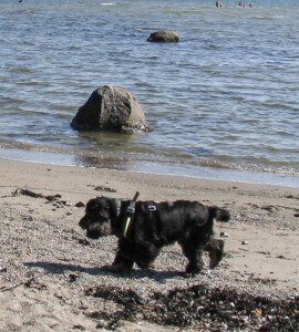 Trixie på sandstrand sett i fugleperspektiv